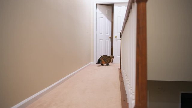 Point of view pov of Fluffy Maine Coon domestic cat scared playing running escaping at house home corridor meowing by door in hall