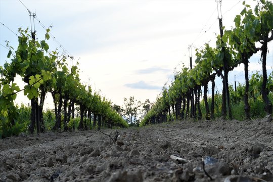 vi&ntilde;a emparrada penedes en abril