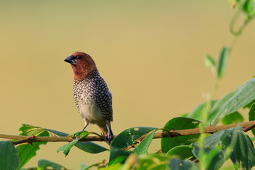 photos of Chestnut Munia