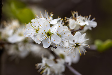 White flowers of a wild apple tree.