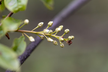Flowering tree in the forest in early spring.