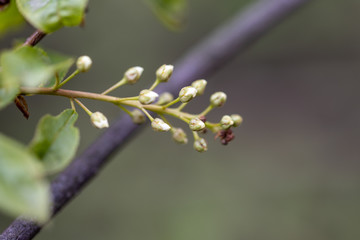 Flowering tree in the forest in early spring.
