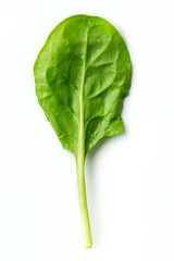 spinach leaf on white