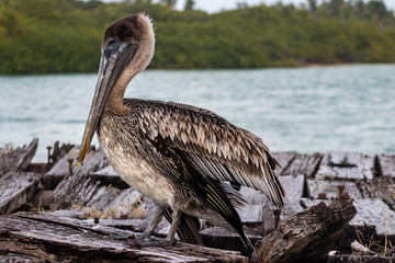 Pelican on a Bridge