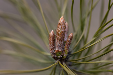 Pine branch with needles in early spring.