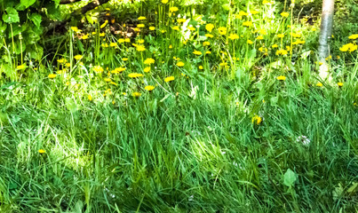 Natural background of dandelion flowers on green grass.Stay at home. Close-up