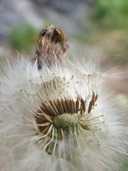 dandelion seed head