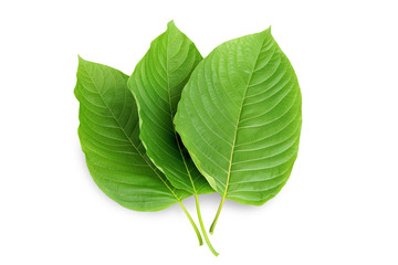 Mitragyna speciosa Korth. Located in the family Rubiaceae. It is a medicinal plant and is addictive.Isolated on white background this has clipping path. 