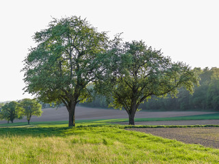 Obraz premium Bäume im Frühjahr
