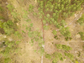 A dirt path in the coniferous forest in early spring. Aerial drone view.