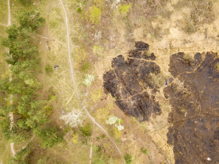 Burnt glade in coniferous forest in early spring after a fire. Aerial drone view.