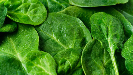 Fresh green spinach, background with leaves, spinach texture