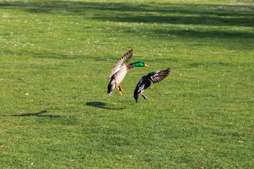 A wild duck flies over a meadow in nice weather.