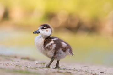 A very small duck walks across a meadow. The photo has a light background and a nice bokeh.