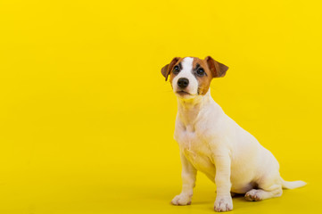 A puppy sits on a yellow background and looks up at the owner. A trained little dog performs a sit command. Purebred Shorthair Jack Russell Terrier.