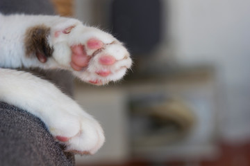 two front paws of a gray-white cat close up with pink fingertips on a gray background