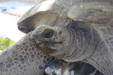 turtle on the beach