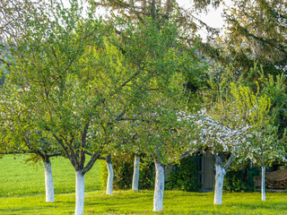 Obstbäume mit weiss gekalktem Stamm