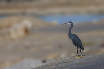 Western Reef Egret at Beach, Pictures