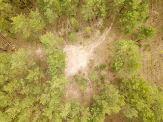 Fototapeta na wymiar Pine trees in the coniferous forest in early spring. Aerial drone view.