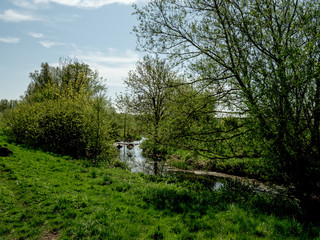 IN TO THE SUN - TREES AND WATER