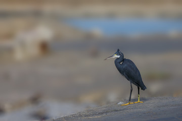 Western Reef Egret at Beach, Pictures