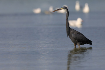 Western Reef Egret at Beach, Pictures