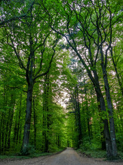 Sonnenstrahlen auf dem Waldweg