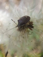 dandelion seed head