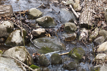 small river in the forest