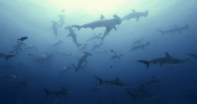 School of hammerhead shark swimming to camera