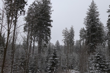 Winter
