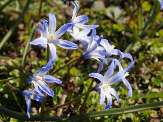 Blue flowers of Scilla luciliae. Beautiful little blue flowers close-up.