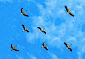 Elegant white storks in flight 