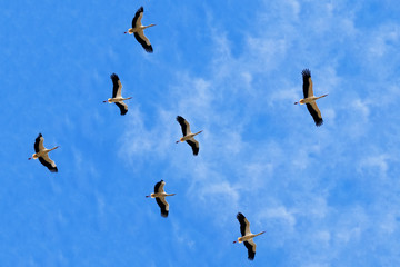 Elegant white storks in flight 