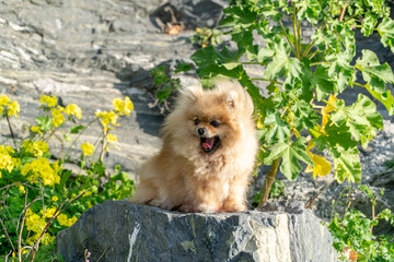 Cute fluffy charming redhead Pomeranian spitz yawns standing on a stone in a park.