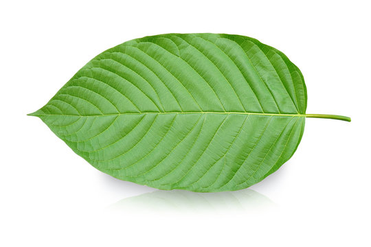 Mitragyna speciosa Korth. Located in the family Rubiaceae. It is a medicinal plant and is addictive.Isolated on white background this has clipping path. 