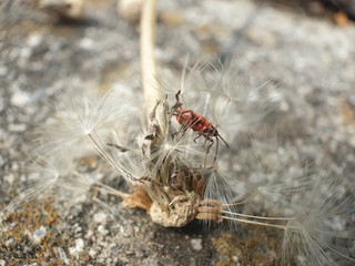mosquito sucking blood