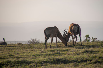 Safari South Africa