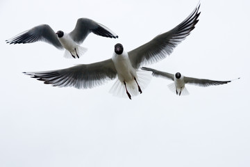 seagull