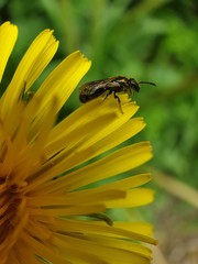 bee on yellow flower