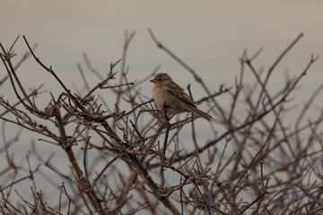 Beautiful Sparrow Images / Bahrain