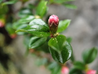 red rose bud