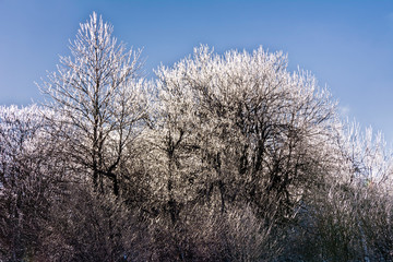 Obraz na płótnie Canvas Winter landscape with icy trees