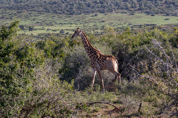 Safari South Africa