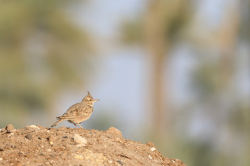 Crested lark in Bahrain / photos