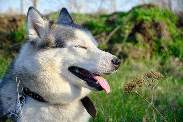 Muzzle gray colored dog Siberian husky breed with its tongue hanging out.