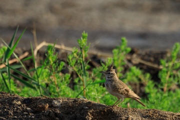Crested lark in Bahrain / photos