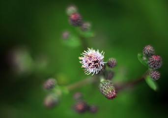 Abstract image of a field with spring flowers - shallow depth of field