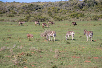 south africa, africa, safari, antelope, bok, horns, animal, wild